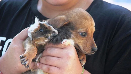 Gine domuzuyla yavru köpeğin dostluğu görenleri şaşırtıyor