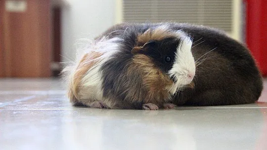 Gine domuzuyla yavru köpeğin dostluğu görenleri şaşırtıyor