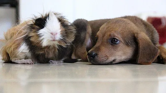Gine domuzuyla yavru köpeğin dostluğu görenleri şaşırtıyor