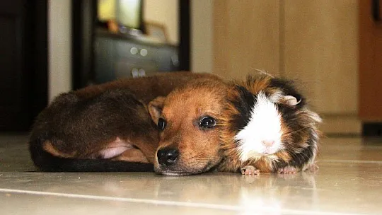 Gine domuzuyla yavru köpeğin dostluğu görenleri şaşırtıyor