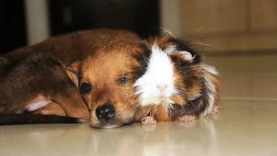 Gine domuzuyla yavru köpeğin dostluğu görenleri şaşırtıyor