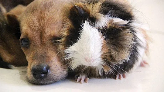 Gine domuzuyla yavru köpeğin dostluğu görenleri şaşırtıyor