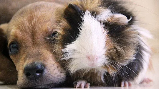 Gine domuzuyla yavru köpeğin dostluğu görenleri şaşırtıyor