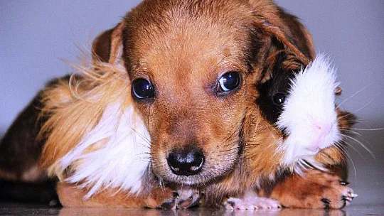Gine domuzuyla yavru köpeğin dostluğu görenleri şaşırtıyor