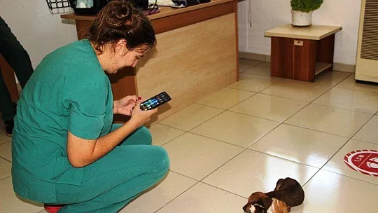 Gine domuzuyla yavru köpeğin dostluğu görenleri şaşırtıyor