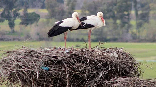 Gökova'nın müdavimleri Leylekler geldi