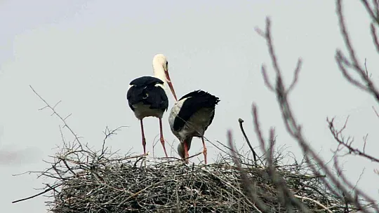 Gökova'nın müdavimleri Leylekler geldi