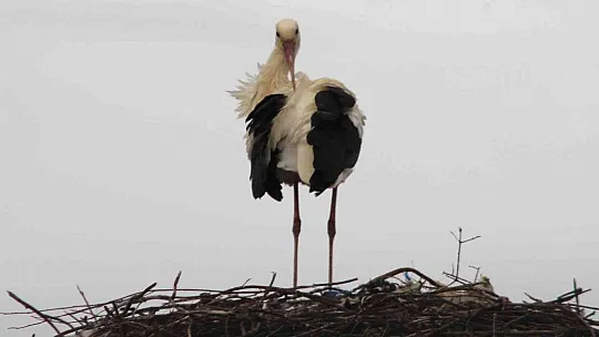 Gökova'nın müdavimleri Leylekler geldi