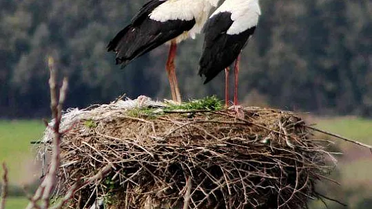 Gökova'nın müdavimleri Leylekler geldi