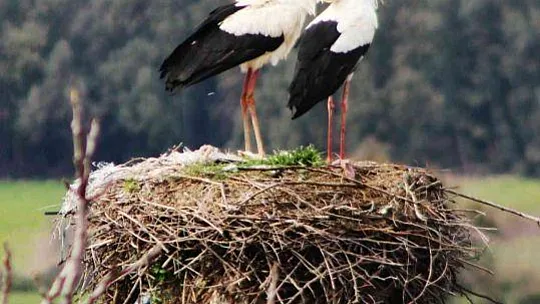Gökova'nın müdavimleri Leylekler geldi