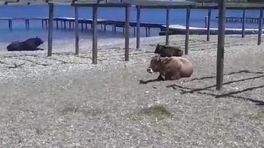 Gören dönüp bir daha baktı