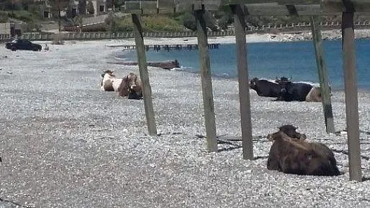 Gören dönüp bir daha baktı