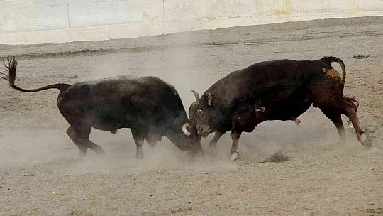 Güreşlerin geliri kimsesiz çocuklara