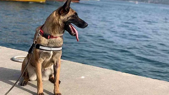 Hassas burun 'Coco' yılın köpeği seçildi