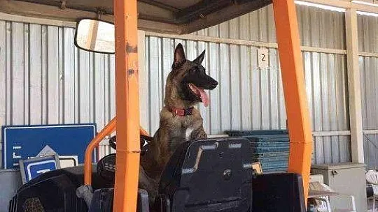 Hassas burun 'Coco' yılın köpeği seçildi