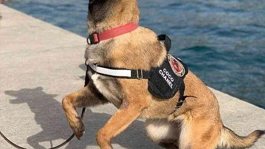 Hassas burun 'Coco' yılın köpeği seçildi