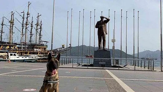 Hassas burun 'Coco' yılın köpeği seçildi