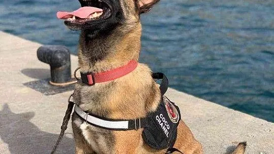 Hassas burun 'Coco' yılın köpeği seçildi