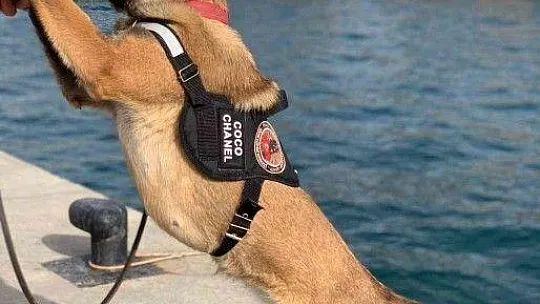 Hassas burun 'Coco' yılın köpeği seçildi