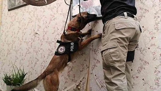 Hassas burun 'Coco' yılın köpeği seçildi