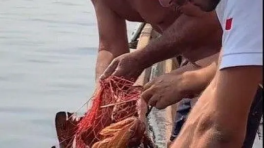 Hayalet ağlara dolanan orfozu kurtardı