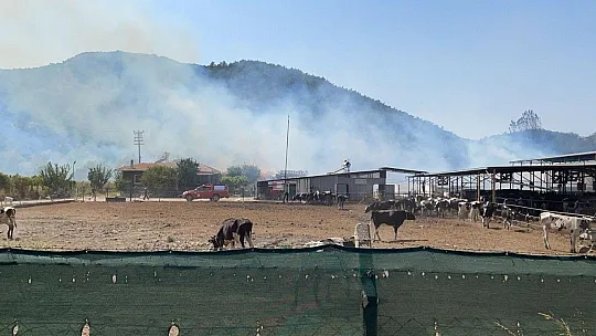 Hayvan çiftliğine sıçrayan yangın söndürülmeye çalışılıyor
