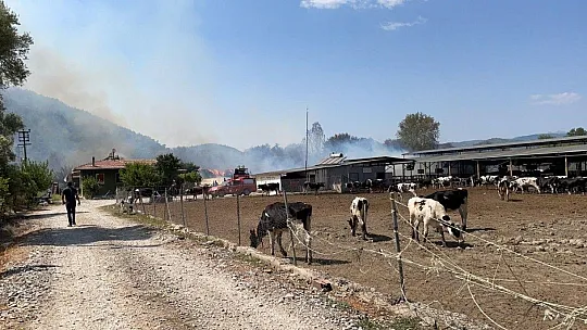 Hayvan çiftliğine sıçrayan yangın söndürülmeye çalışılıyor