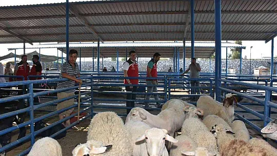 Hayvan satış ve kesim yerleri  bayrama hazır