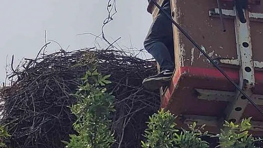 Hayvan sever Muhtar leylek yuvalarını temizletti