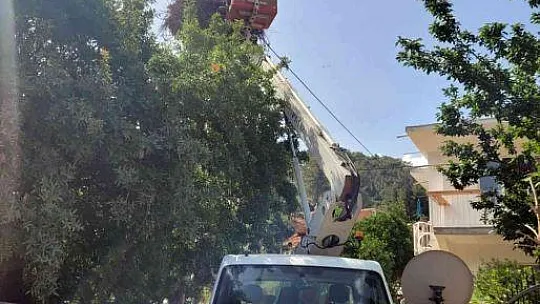 Hayvan sever Muhtar leylek yuvalarını temizletti