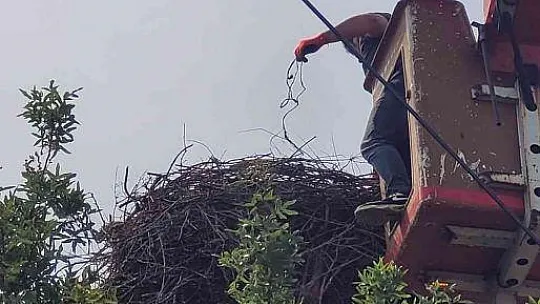 Hayvan sever Muhtar leylek yuvalarını temizletti