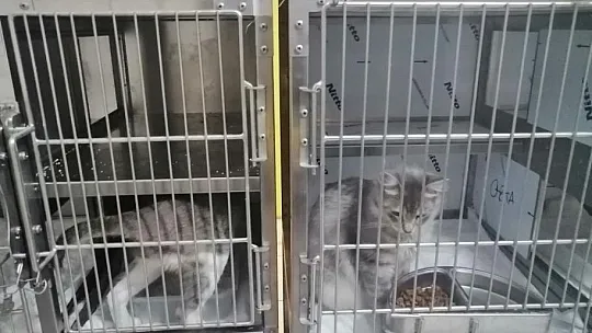 Hayvanseverlerden, turizm sezonunda evcil hayvan sahiplenme uyarısı