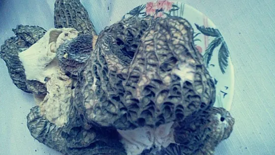 Herkes dağda ararken o bahçesinde buldu