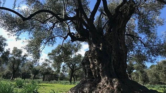 Hobi amaçlı satın aldığı tarlanın içindeki zeytin ağacı 3200 yıllık çıktı