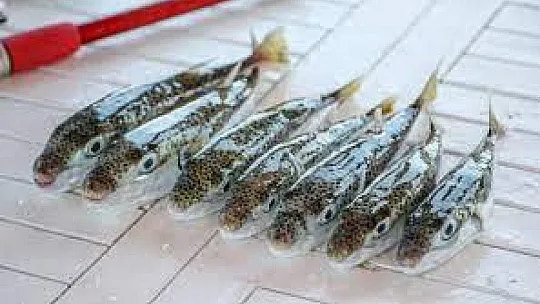 Balon balığı alımları başladı