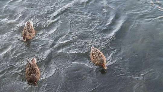 Pandemi döneminde kuşlara ekmek atarak stres atıyorlar