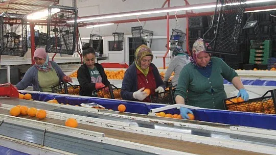Fethiye'den 33 bin 221 ton ihracat gerçekleşti