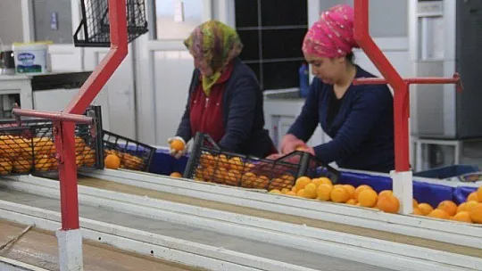 Fethiye'den 33 bin 221 ton ihracat gerçekleşti