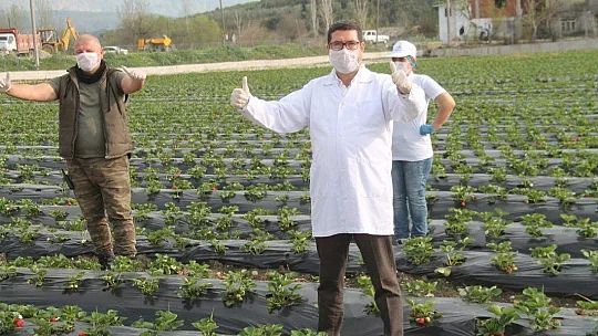 Vali Hanım Çileği 20 Milyon TL Girdi Sağlayacak