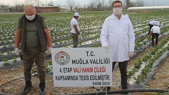 Vali Hanım Çileği 20 Milyon TL Girdi Sağlayacak