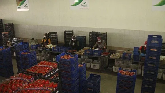 Toptancı halinde faaliyetler devam ediyor 