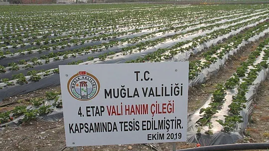 Vali Hanım Çileği 20 Milyon TL Girdi Sağlayacak