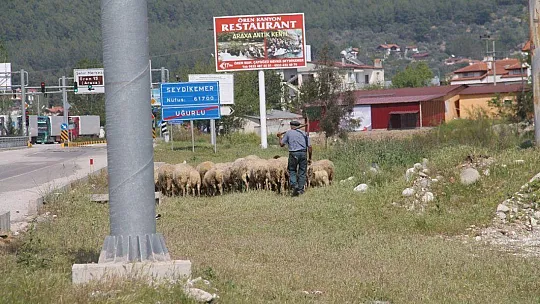 Fethiye ve Seydikemer'de Çiftçiler Üretip Satabildi
