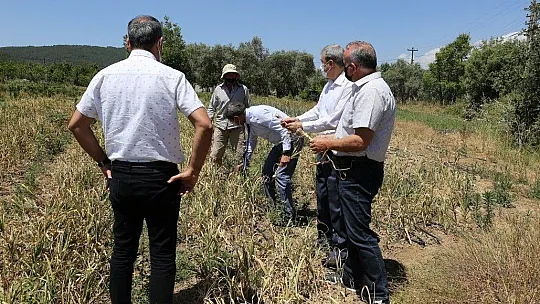 Ula sarımsağında 1500 kg hasat elde edildi