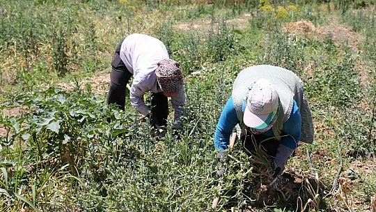 Ula sarımsağında 1500 kg hasat elde edildi