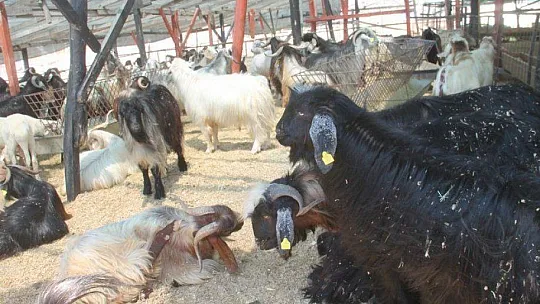 TOKALAŞMA YERİNE ÇAPA SAPIYLA PAZARLIK