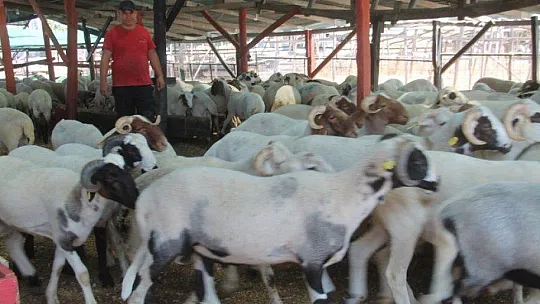 TOKALAŞMA YERİNE ÇAPA SAPIYLA PAZARLIK