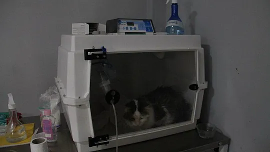 Ege Ve Akdeniz Bölgelerinde İlk Ve Tek