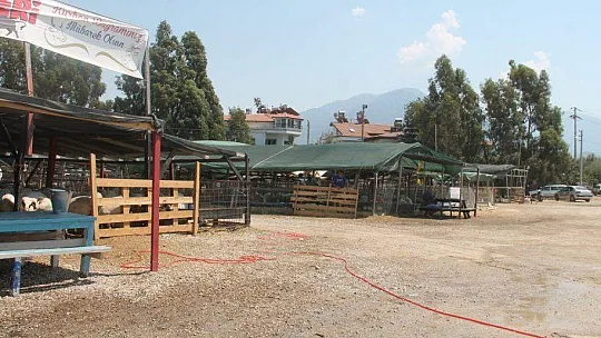 KURBANLIKLARIN ÇOĞU BAYRAMIN 1. GÜNÜ SATILDI