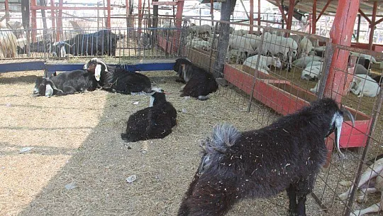 KURBANLIKLARIN ÇOĞU BAYRAMIN 1. GÜNÜ SATILDI